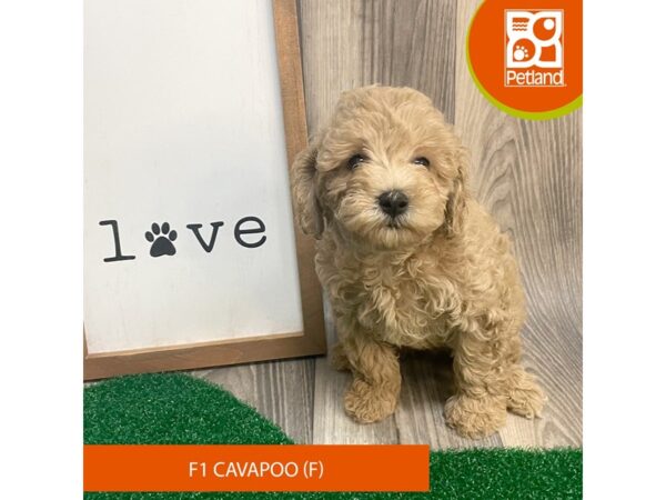 Cavapoo – 8272