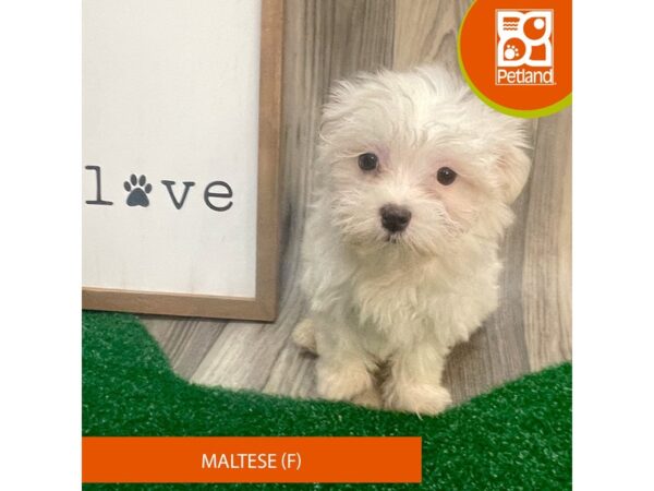 Maltese – 8269