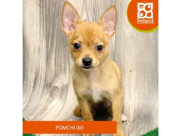 Pomchi – 8279