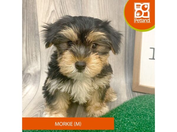 Morkie – 8281