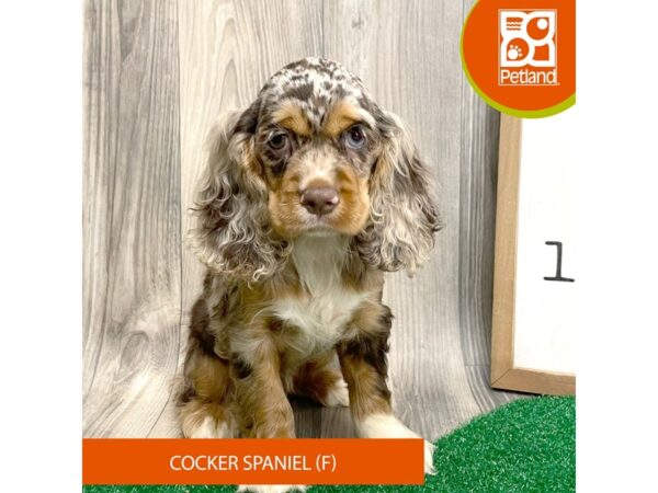 Cocker Spaniel – 8283
