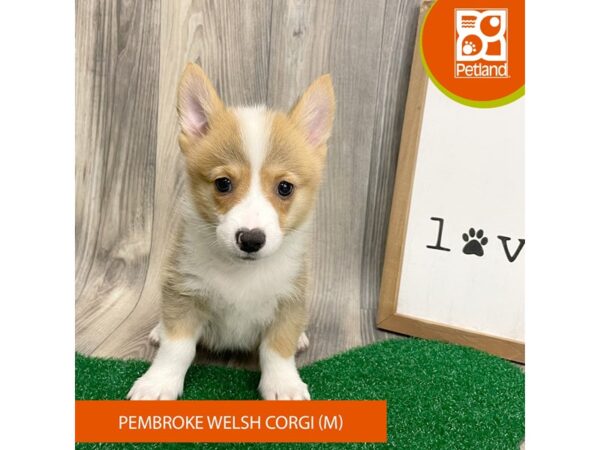 Pembroke Welsh Corgi – 8287