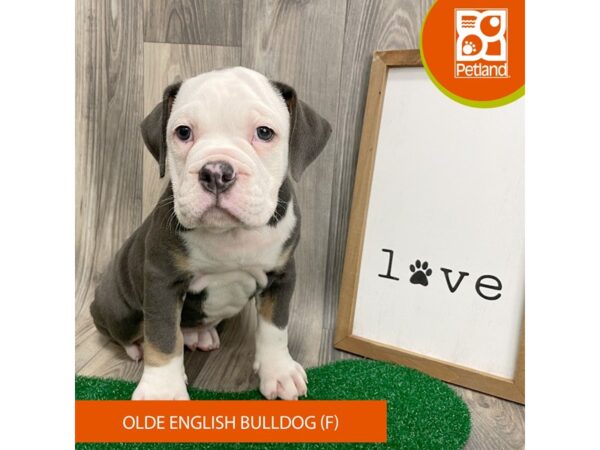 Olde English Bulldog – 8290