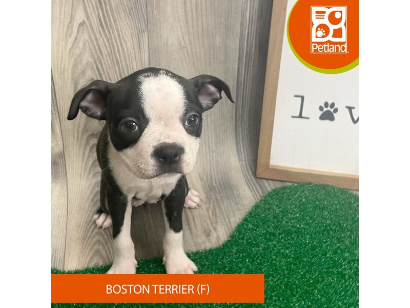 Boston Terrier - 8291 Image #1