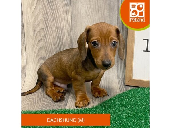 Dachshund – 8292