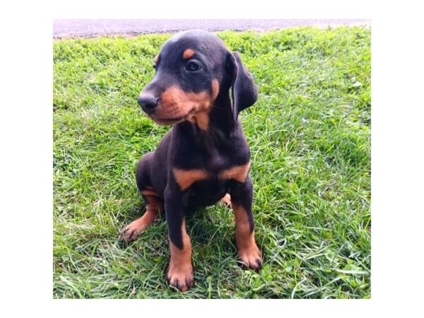 Doberman Pinscher – 8298
