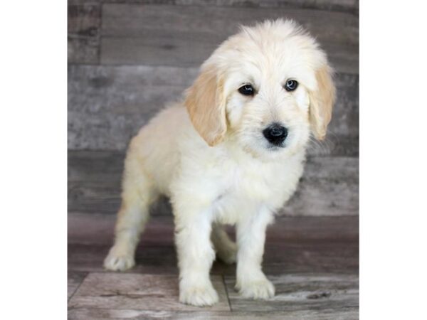 Goldendoodle Mini – 8297