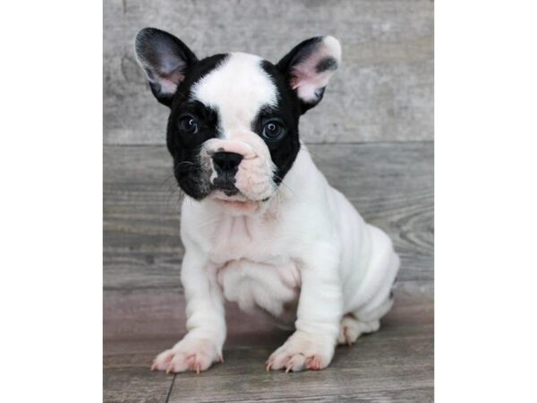 French Bulldog – 8293
