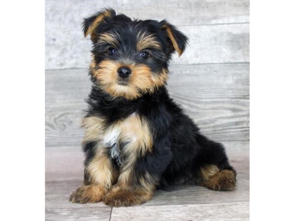 Yorkshire Terrier – 8296