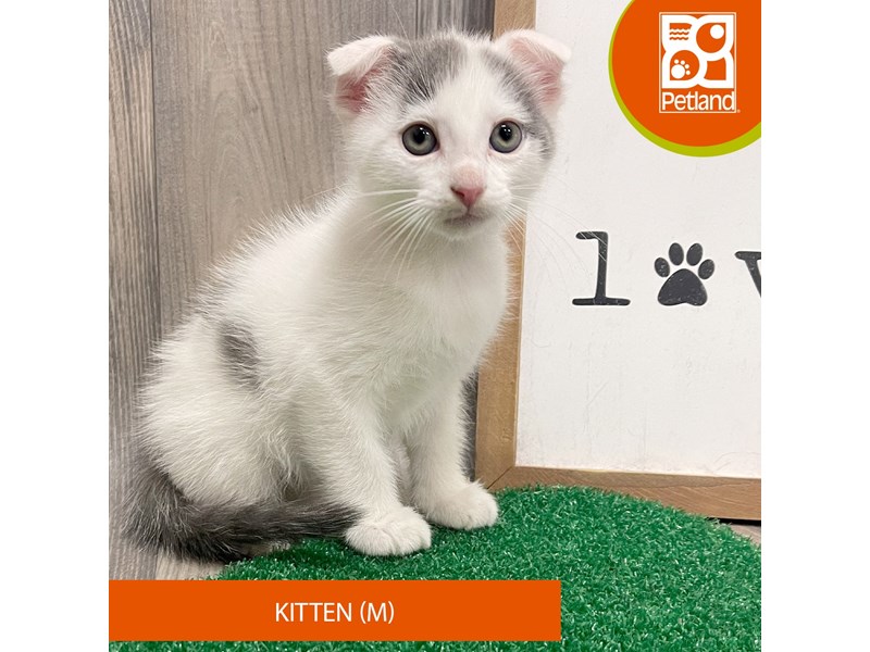Adopt A Pet Kitten - 8310 Image #1