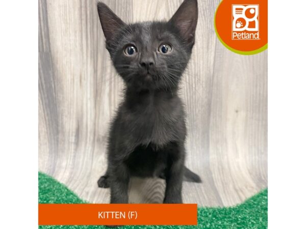 Adopt A Pet Kitten – 8309