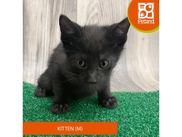 Adopt A Pet Kitten – 8307