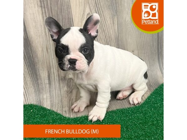French Bulldog – 8293