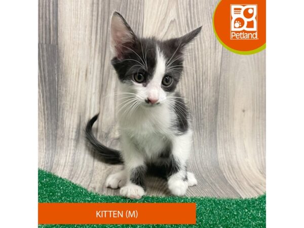 Adopt A Pet Kitten – 8308