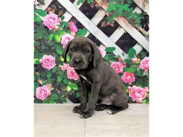 Cane Corso – 8312