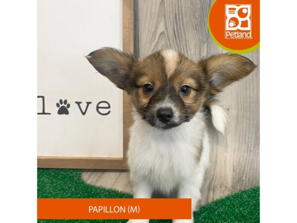 Papillon – 8324