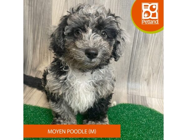Poodle Moyen – 8316