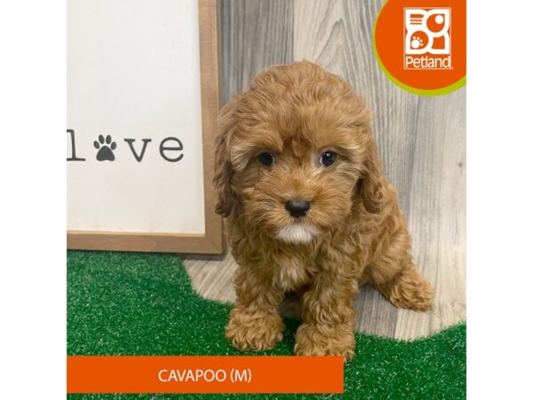 Cavapoo – 8315