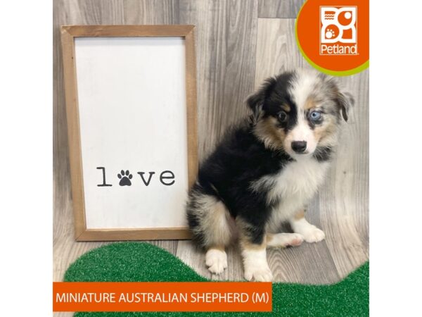 Miniature Australian Shepherd – 8260