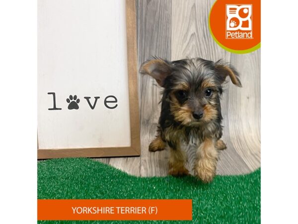 Yorkshire Terrier – 8259