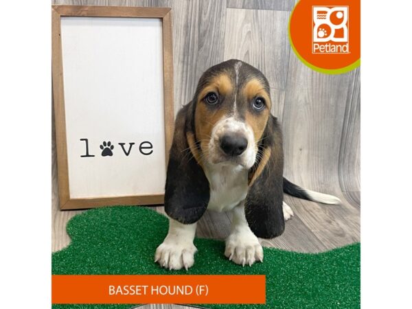 Basset Hound – 8255