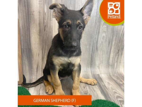 German Shepherd – 8253