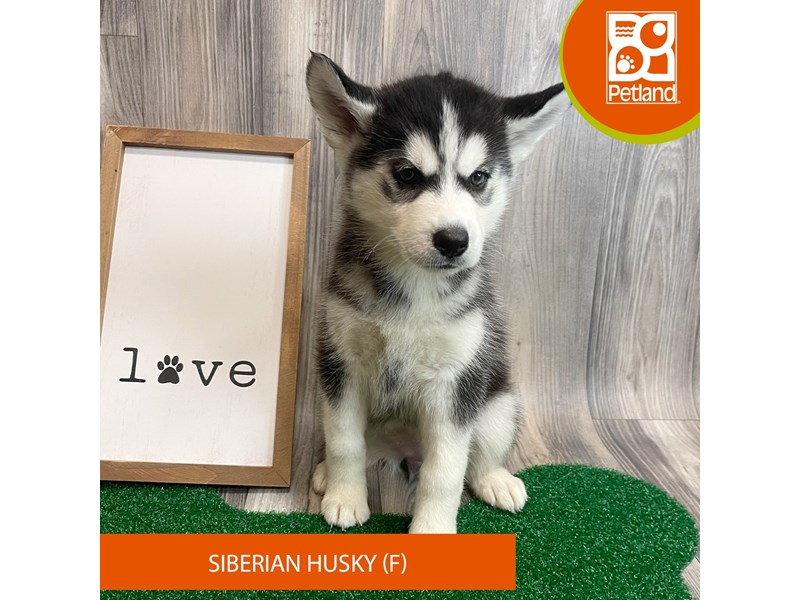 Siberian Husky - 8278 Image #1