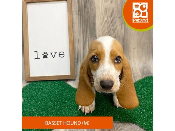 Basset Hound – 8267