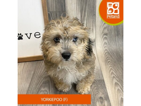 Yorkiepoo – 8235