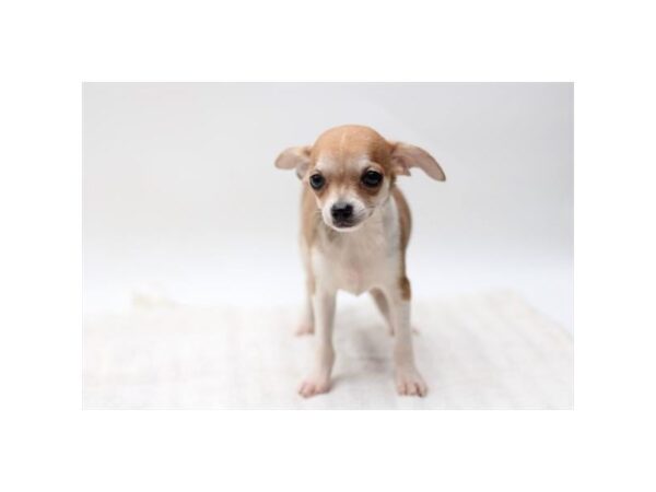Chihuahua – 8289