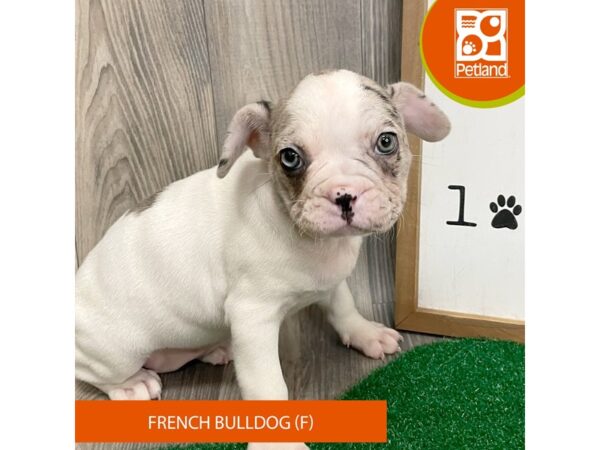 French Bulldog – 8285