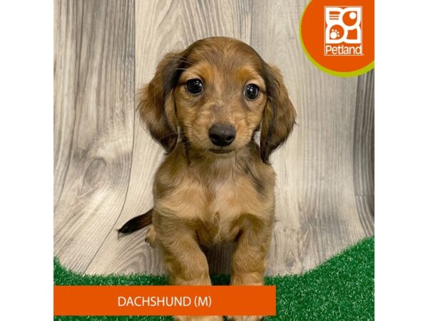 Dachshund – 8288