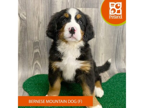 Bernese Mountain Dog – 8303