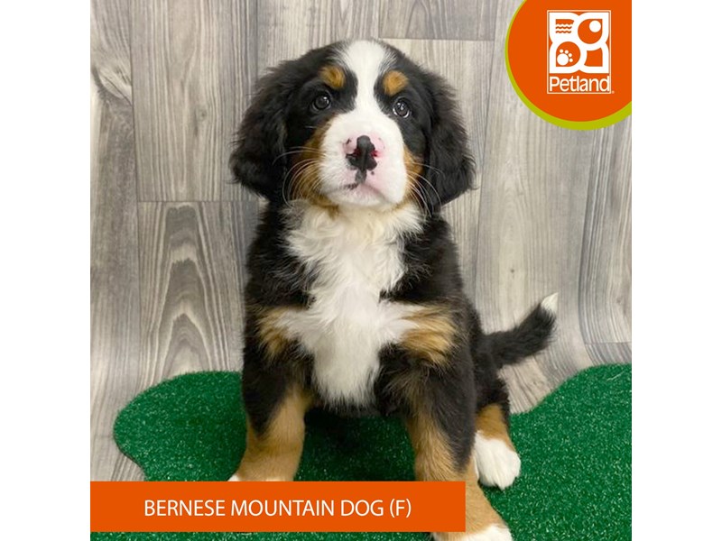 Bernese Mountain Dog - 8303 Image #1