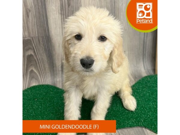 Goldendoodle – 8297