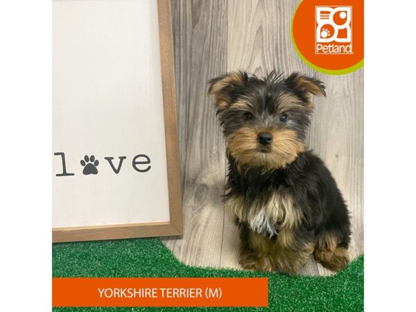 Yorkshire Terrier – 8296