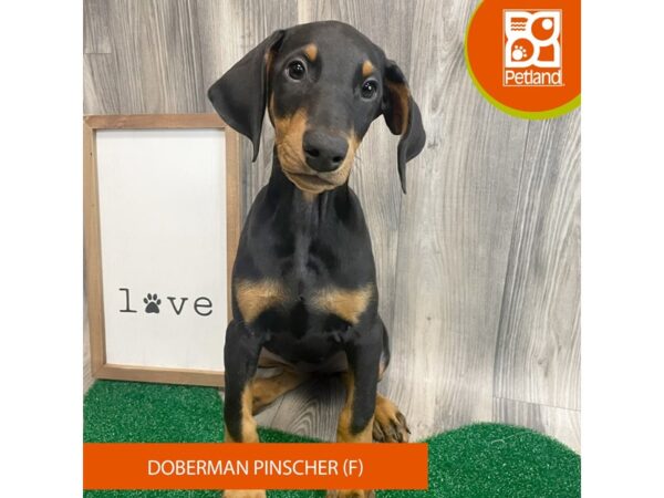 Doberman Pinscher – 8298