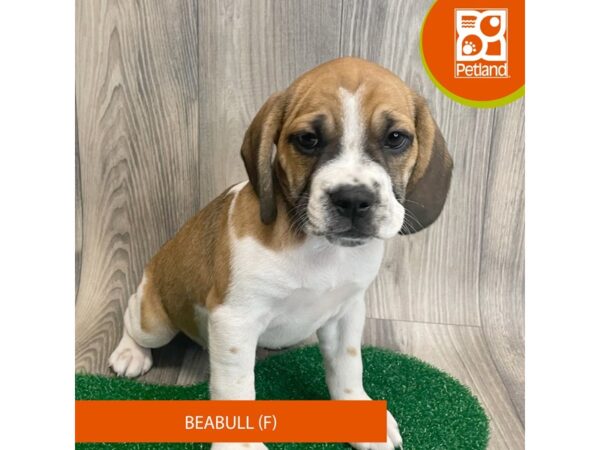 Beabull – 8322