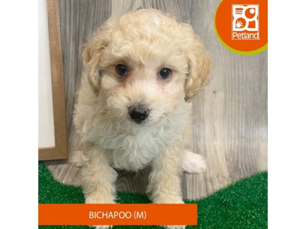 Bichapoo – 8314