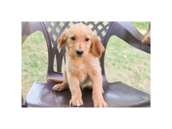 Golden Retriever – 8332