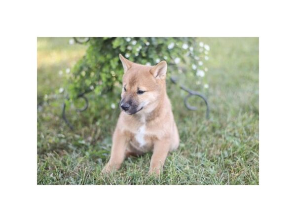 Shiba Inu – 8331