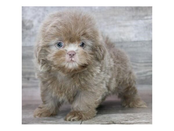Shih Tzu – 8329