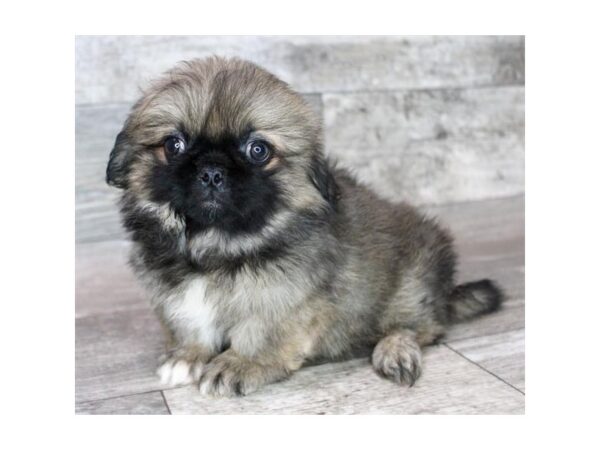 Pekingese – 8328