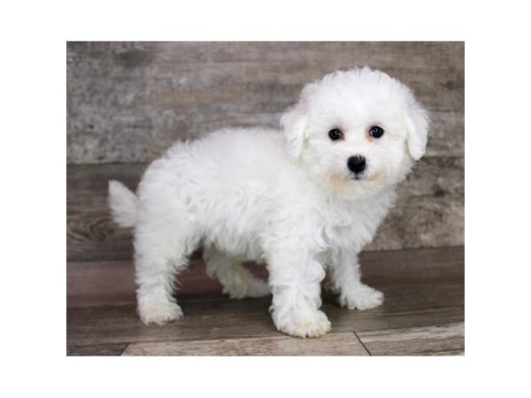 Bichon Frise – 8326