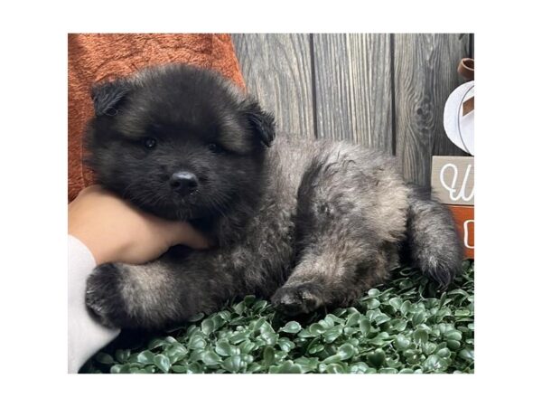 Keeshond – 8333
