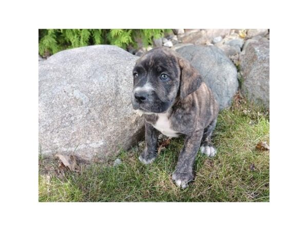 Cane Corso – 8335