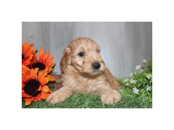 2nd Generation Mini Goldendoodle – 8337