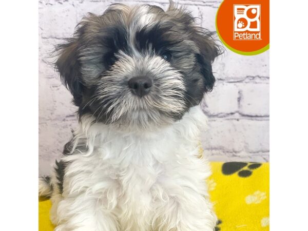 Havanese – 8350