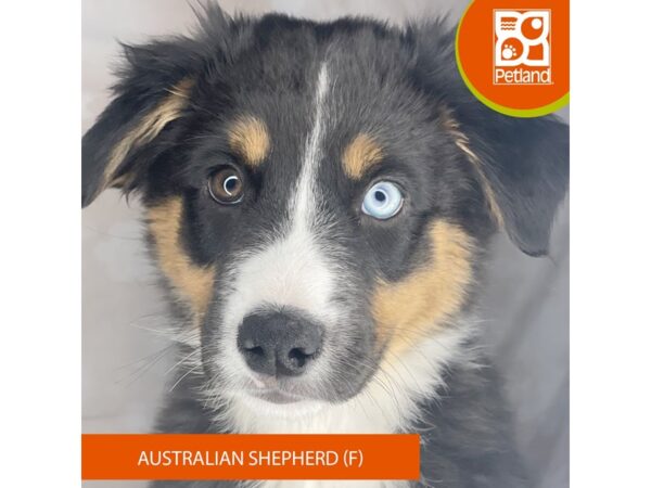 Australian Shepherd – 8379