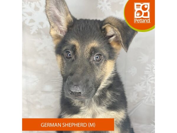 German Shepherd Dog – 8376